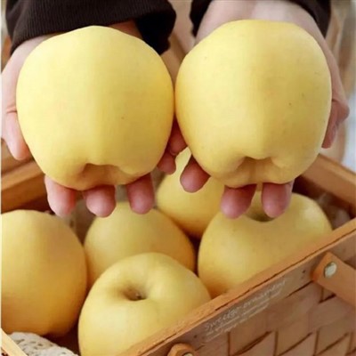 แอปเปิ้ลคินเซอิ