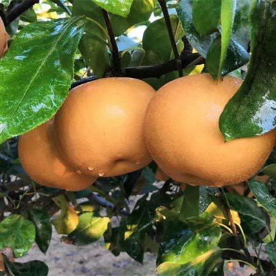 ลูกแพร์ทราย